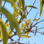 Nereids Apartments-erato * Petalidi