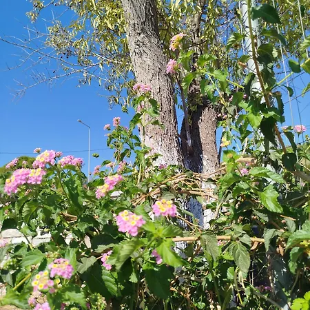 Nereids Apartments-erato