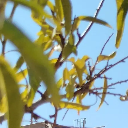 Nereids Apartments-erato * Petalídhion